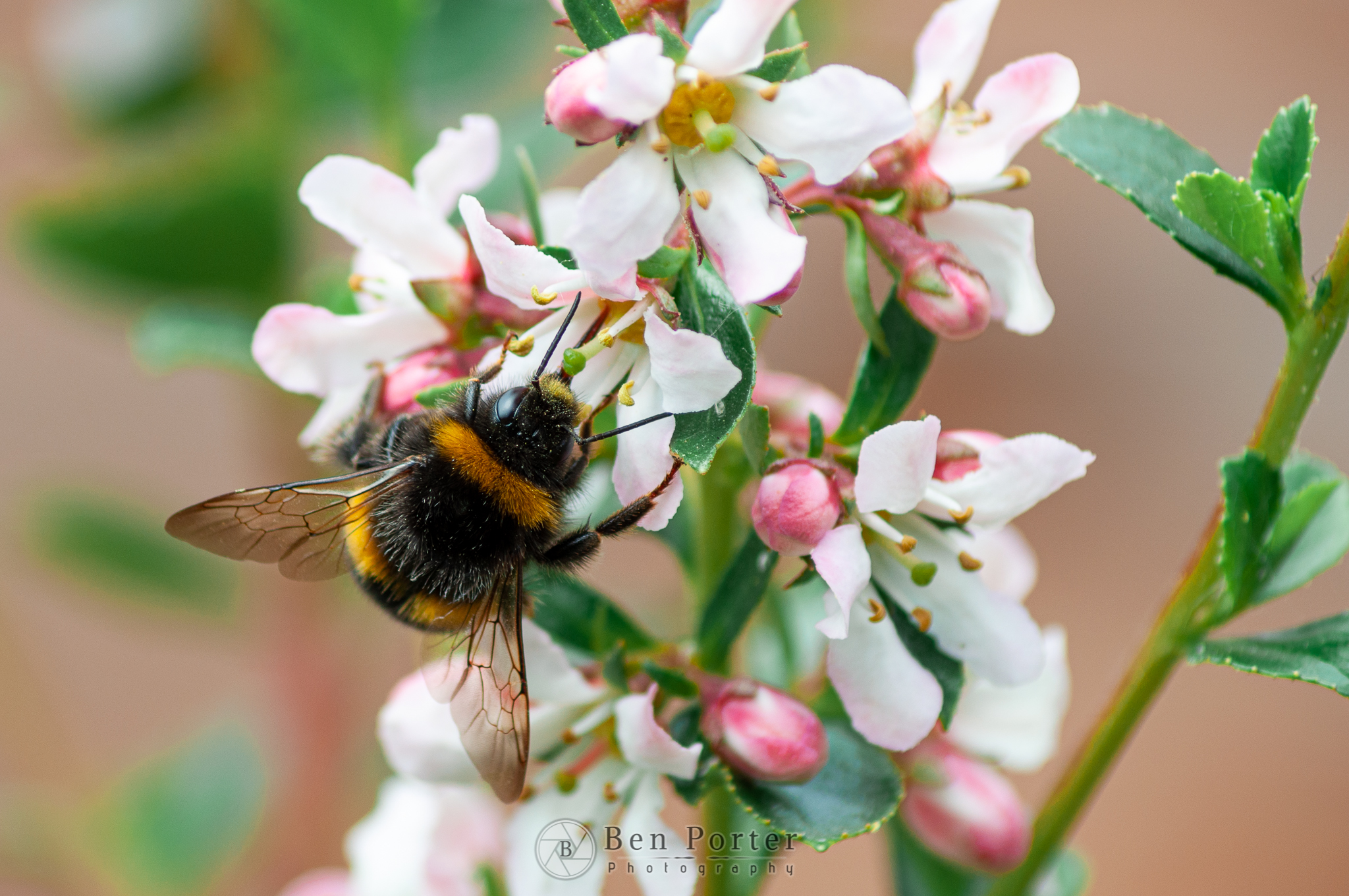 bumblebee