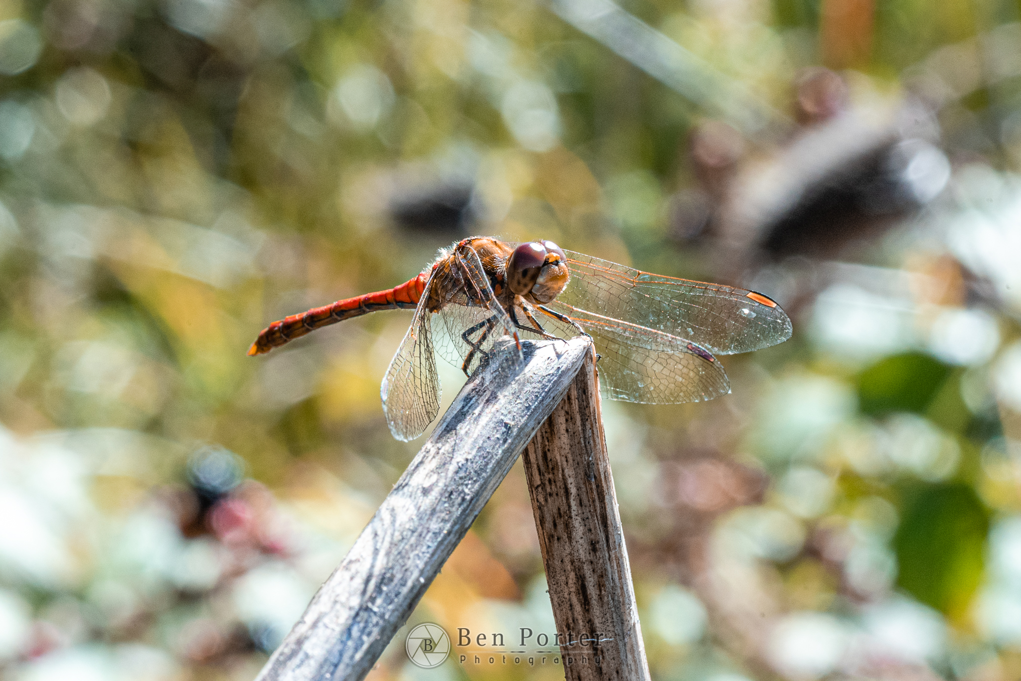 dragonfly