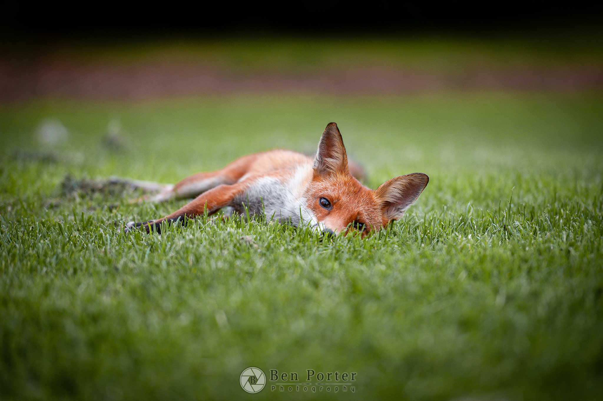 fox