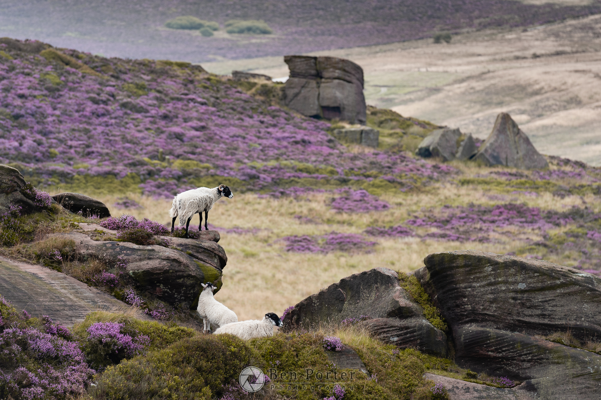heather landscape with sheep