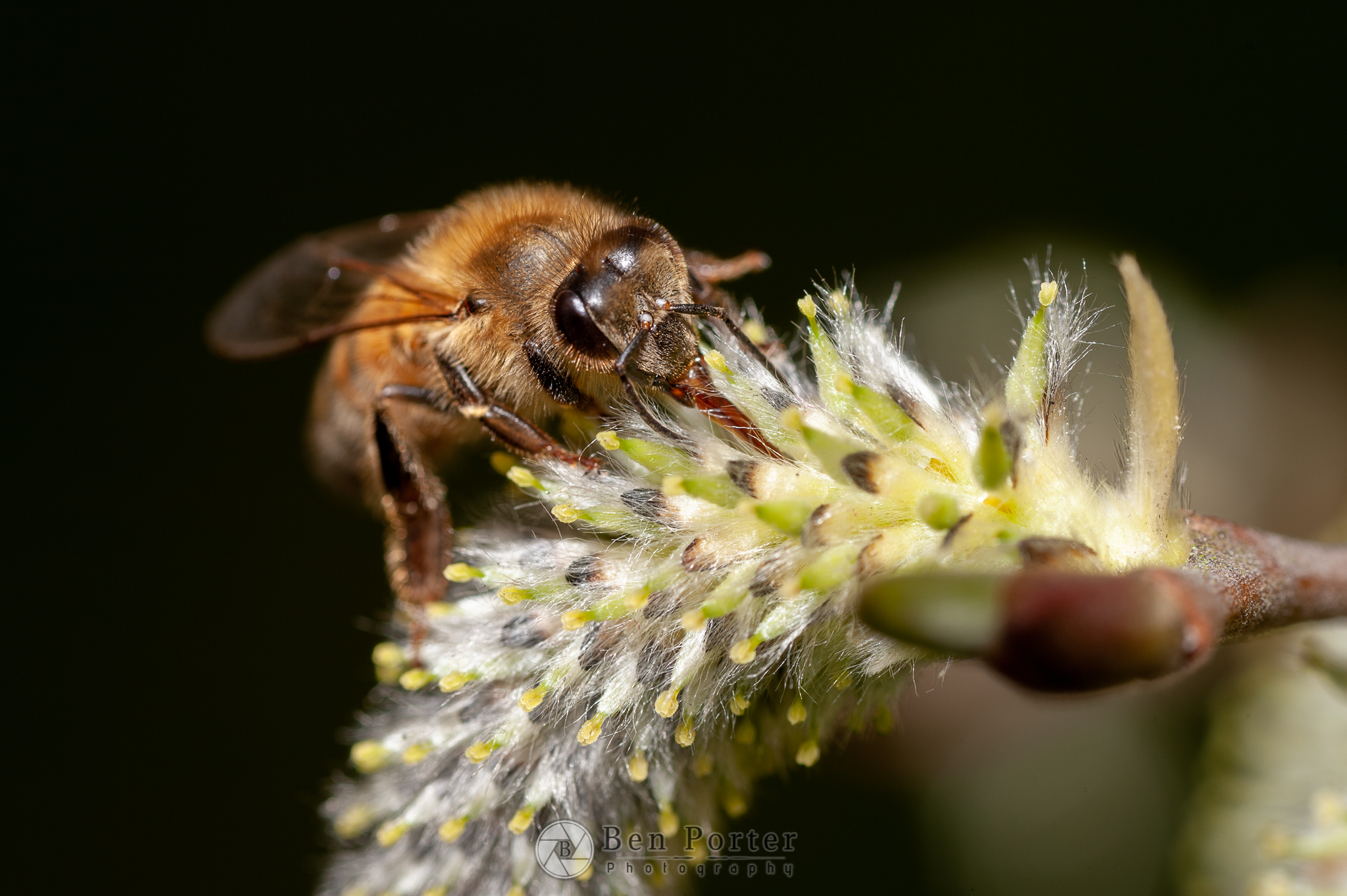 honeybee
