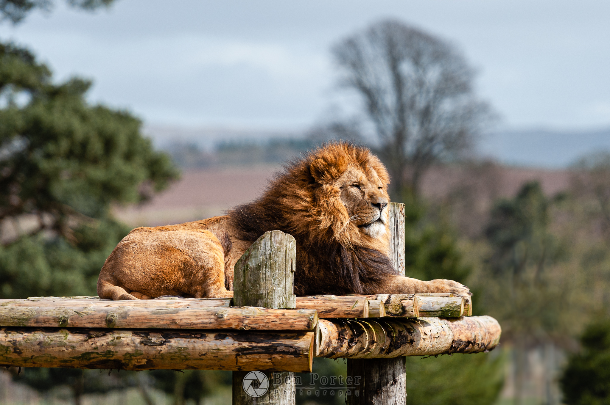 lion