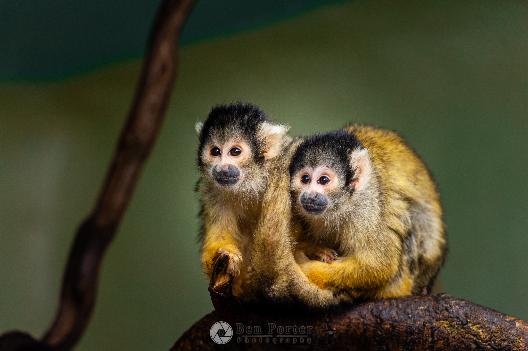 monkeys